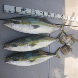 磯部釣船 直栄丸 釣果