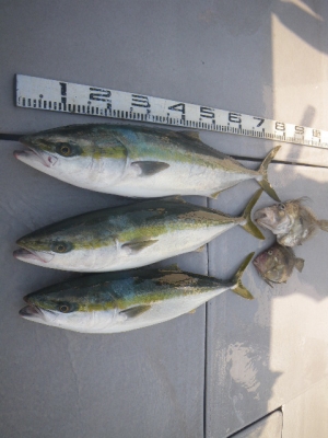 磯部釣船 直栄丸 釣果