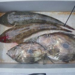 磯部釣船 直栄丸 釣果