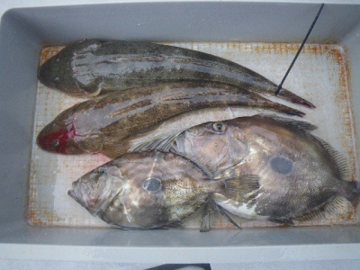 磯部釣船 直栄丸 釣果