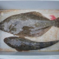 磯部釣船 直栄丸 釣果