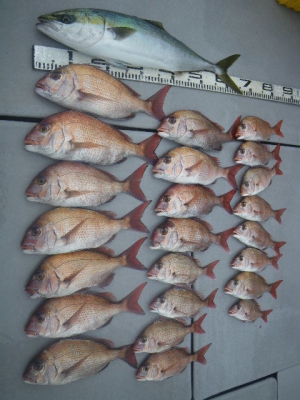 磯部釣船 直栄丸 釣果