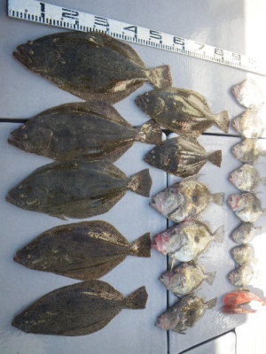 磯部釣船 直栄丸 釣果