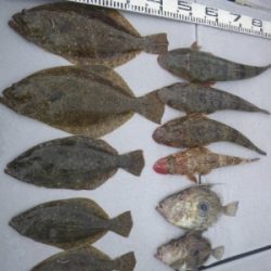 磯部釣船 直栄丸 釣果