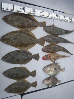 磯部釣船 直栄丸 釣果