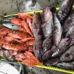 Sea Frend 片山丸 釣果