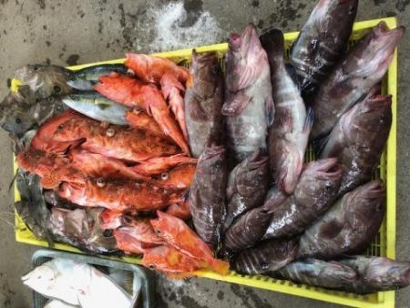 Sea Frend 片山丸 釣果