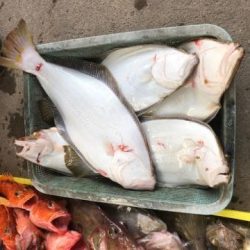 Sea Frend 片山丸 釣果