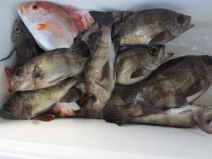 兼六丸 釣果