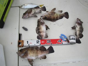 兼六丸 釣果