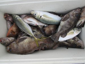 兼六丸 釣果