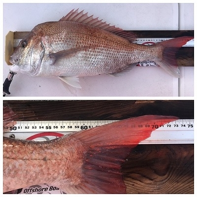 フィシングボートAir(エアー) 釣果