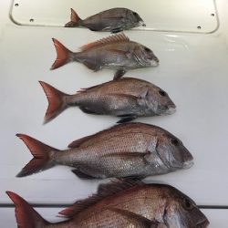 フィシングボートAir(エアー) 釣果