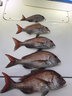 フィシングボートAir(エアー) 釣果