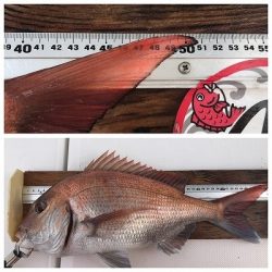 フィシングボートAir(エアー) 釣果