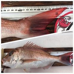 フィシングボートAir(エアー) 釣果