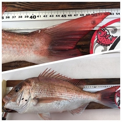 フィシングボートAir(エアー) 釣果