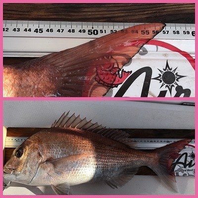 フィシングボートAir(エアー) 釣果