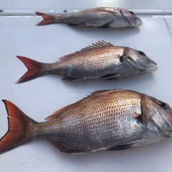 フィシングボートAir(エアー) 釣果