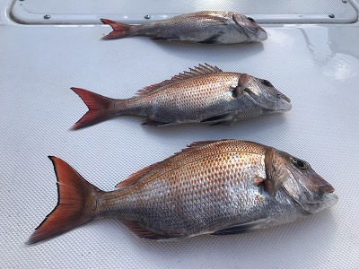 フィシングボートAir(エアー) 釣果