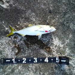 ヒラメ狙いの自作メタルジグでハマチが連続ヒット【Luxray氏連載 vol.5】