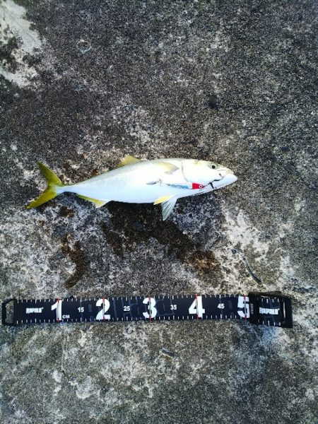 ヒラメ狙いの自作メタルジグでハマチが連続ヒット【Luxray氏連載 vol.5】