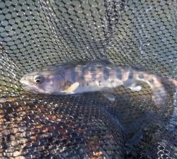 朝霞ガーデン 釣果