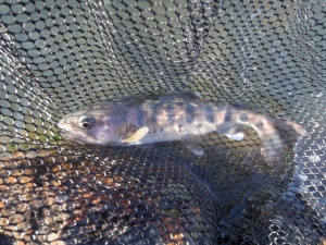 朝霞ガーデン 釣果