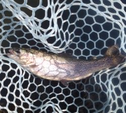 朝霞ガーデン 釣果