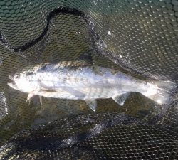 朝霞ガーデン 釣果