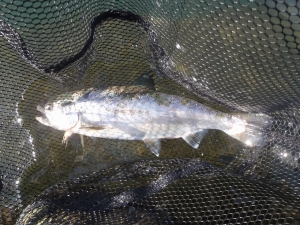 朝霞ガーデン 釣果