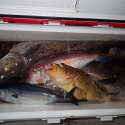 Aquanaut(アクアノート) 釣果