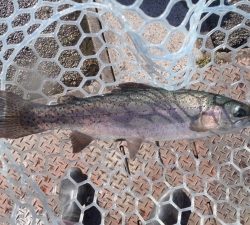 朝霞ガーデン 釣果