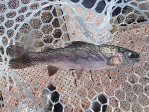 朝霞ガーデン 釣果