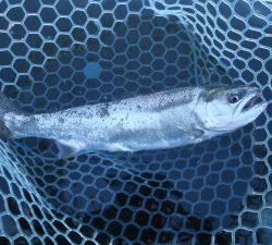 朝霞ガーデン 釣果