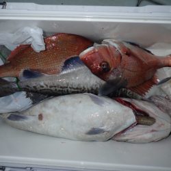 Aquanaut(アクアノート) 釣果