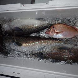 Aquanaut(アクアノート) 釣果