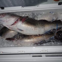 Aquanaut(アクアノート) 釣果