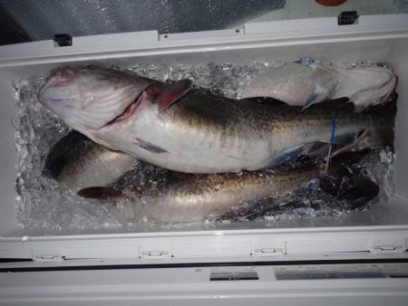 Aquanaut(アクアノート) 釣果