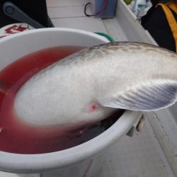 Aquanaut（アクアノート） 釣果