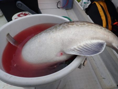 Aquanaut（アクアノート） 釣果