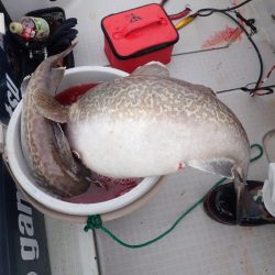 Aquanaut（アクアノート） 釣果