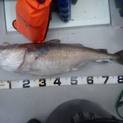 Aquanaut（アクアノート） 釣果