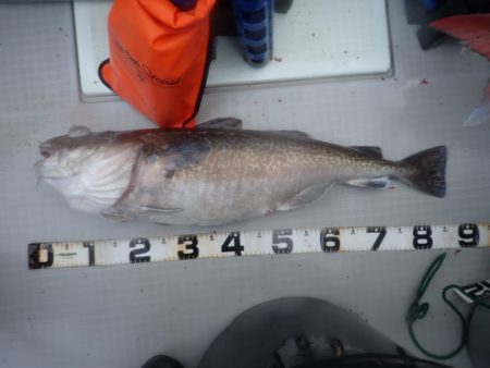 Aquanaut（アクアノート） 釣果