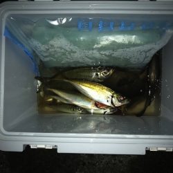 喜木津漁港でのファミリーフィッシング【飛利浦氏連載 vol.6】