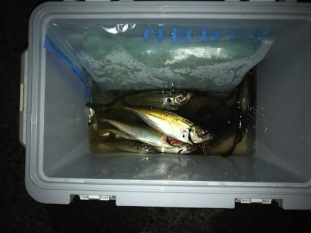 喜木津漁港でのファミリーフィッシング【飛利浦氏連載 vol.6】