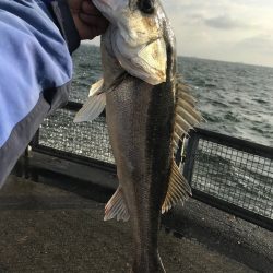 マキッパでナイスサイズのシーバス★メガバス（Megabass）マキッパ インプレッション