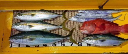 火遠理丸（ほおりまる） 釣果