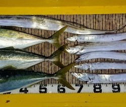 火遠理丸（ほおりまる） 釣果