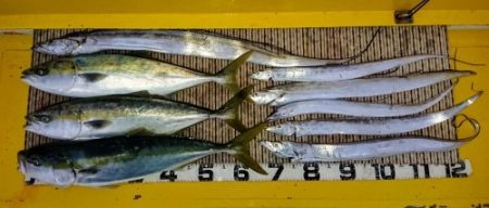 火遠理丸（ほおりまる） 釣果